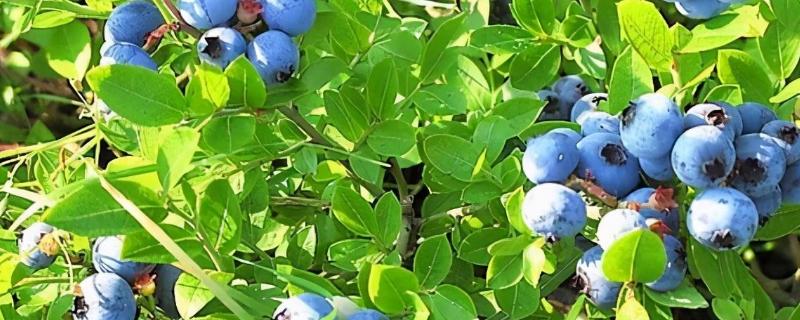 蓝莓的种类 蓝莓的种类怎么区分