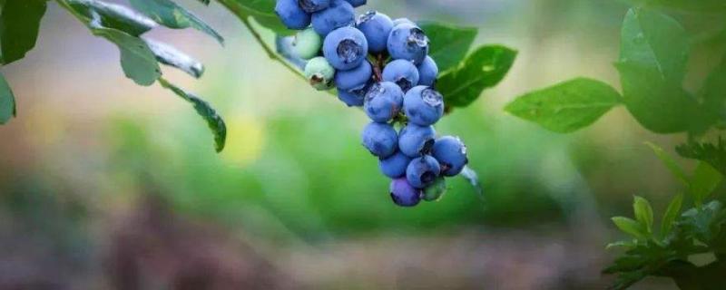 顶架蓝莓品种介绍（蓝莓 顶架）