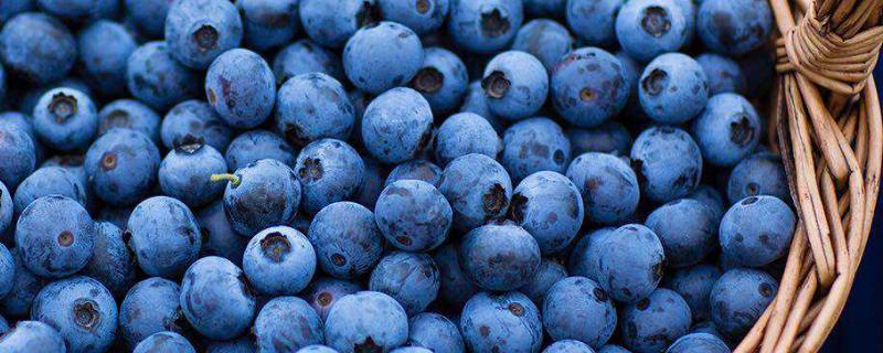 蓝莓北方能种活吗 蓝莓容易种活吗