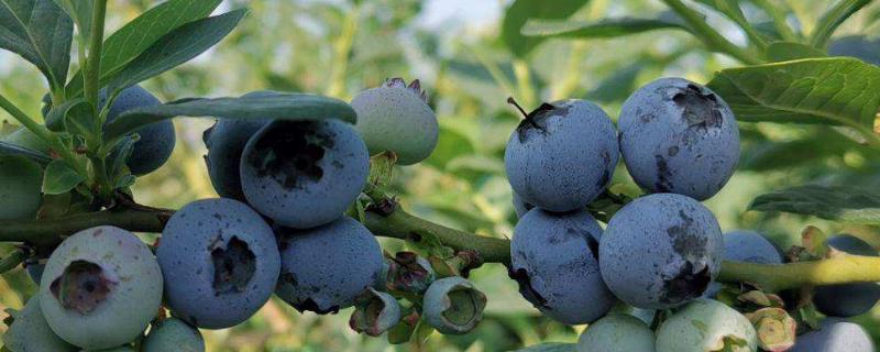 奥尼尔蓝莓特点介绍，附种植方法（奥尼尔蓝莓产量怎么样）