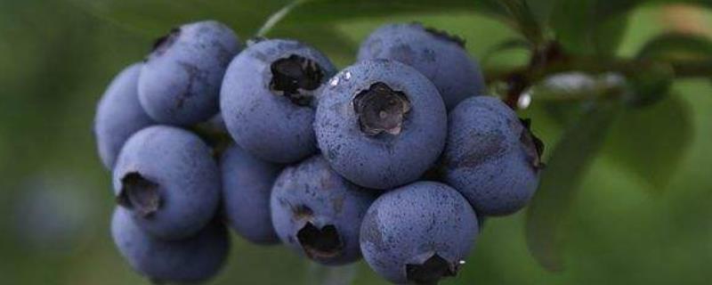 蓝莓适宜温度，附种植条件与方法 蓝莓适宜温度,附种植条件与方法吗