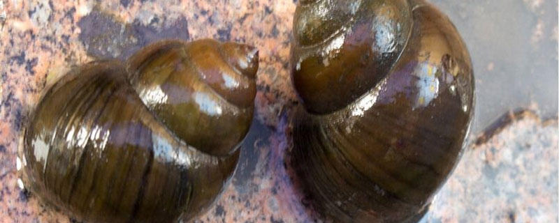 田螺里面的小颗粒可以吃吗 田螺中间带颗粒的部位能吃吗