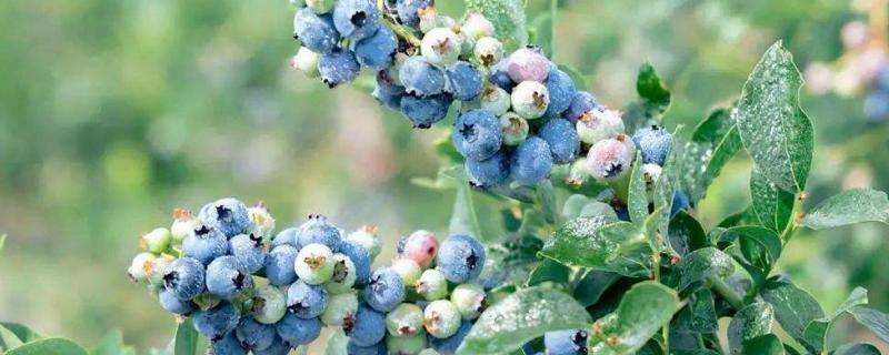 蓝莓露天种植可以吗，附种植方法（露天蓝莓种植条件）