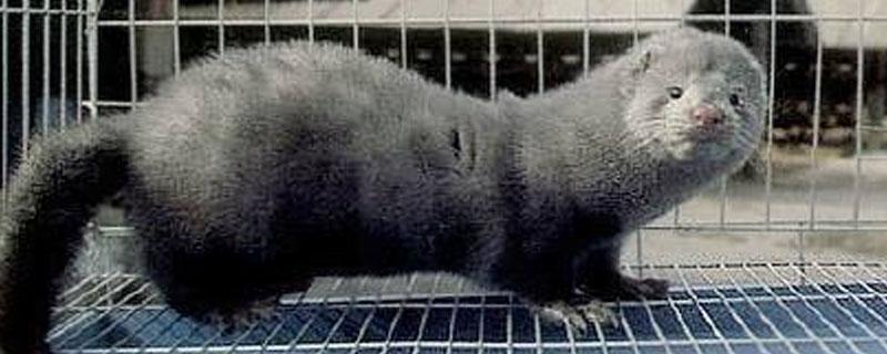 水貂和水獭的区别（水貂和旱獭有什么区别）