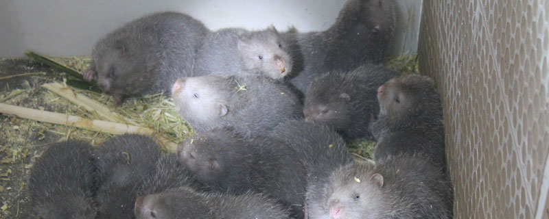 竹鼠不怀孕怎么办 竹鼠养多久会怀孕