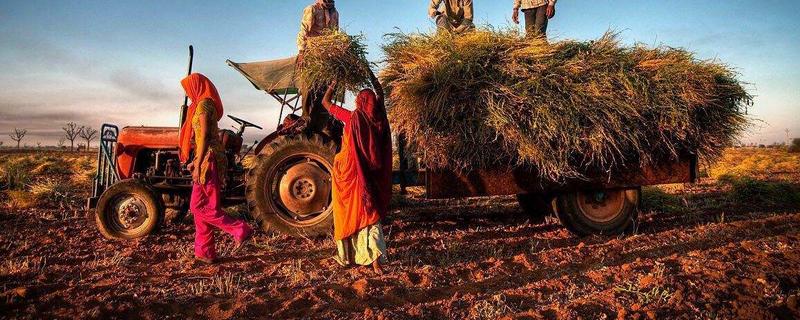印度农业特点，印度农业以什么为主
