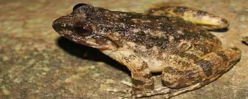 石蛙晚上几点出来活动 石蛙活动时间
