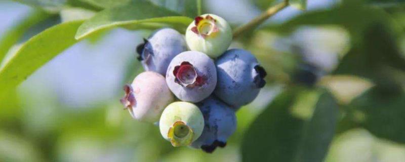 蓝莓是长在哪里的，附种植方法（蓝莓是长在哪儿的）