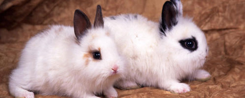 兔子如何分辨雌雄 怎么分辨兔子的雌雄?