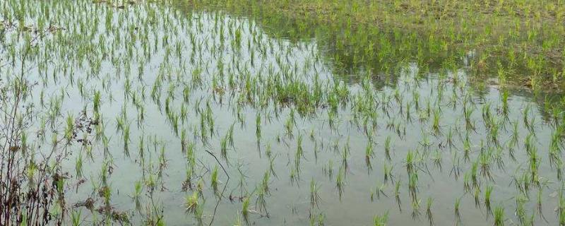 水田淹水期，不适用哪种氮肥（水田淹水期不适用哪种氮肥?）