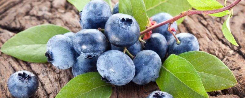蓝莓生长环境条件，如何盆栽种植 蓝莓生长环境条件,如何盆栽种植视频