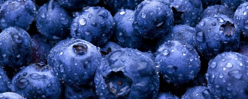 种蓝莓专用肥料，附蓝莓的种植方法 栽蓝莓用什么底肥