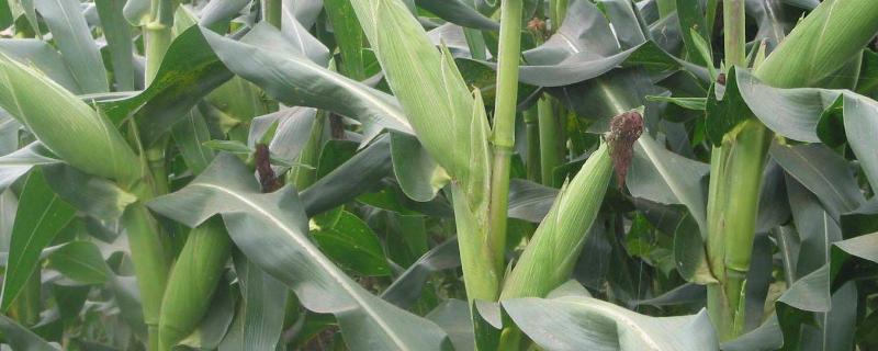 玉米的生活环境，附种植方法（种植玉米的自然条件）