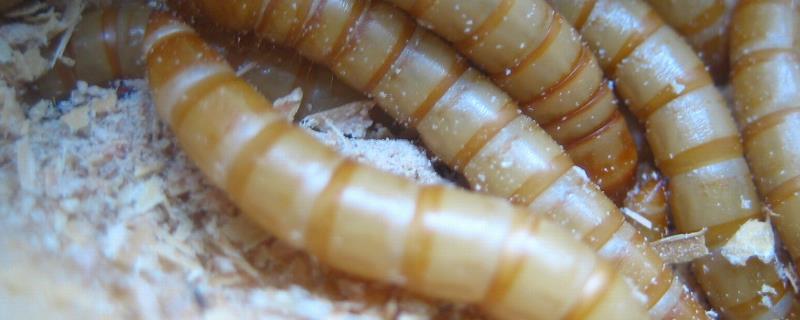 光对黄粉虫的影响，如何养殖 光照对黄粉虫幼虫的生活有影响吗