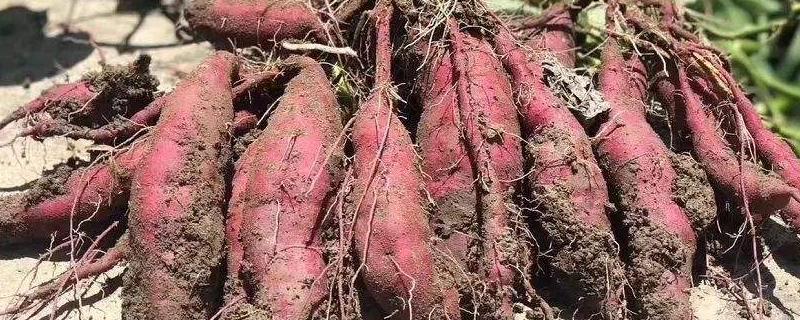 番薯种植需要什么条件，附种植方法（番薯栽培技术）