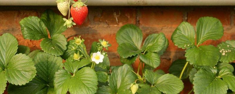 草莓成长过程，常见的病虫害有哪些（草莓生长过程中的病虫害）