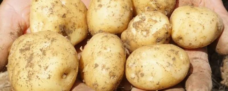 土豆产量每亩多少斤，附种植方法（土豆每亩产多少公斤）
