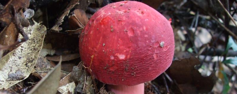 红菇长在什么树下生长，有毒吗 红菇一般长在什么树下