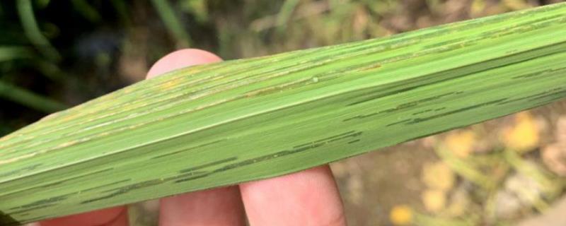 水稻细条病，附症状及防治方法 水稻秧苗细条病