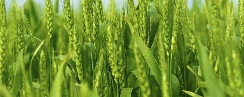 吨麦188产量怎样，小麦种植方法（吨麦188小麦品种哪里培育的）