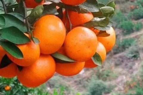 涌泉蜜橘品种介绍