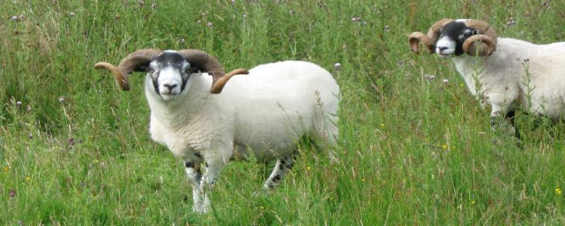 羊快速增肥方法，羊喜欢吃什么草 羊吃什么肥得快