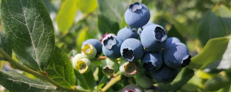 H5蓝莓是绿宝石蓝莓不，附简介（h5蓝莓品种特点介绍）