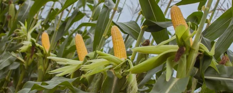 强育h1992玉米种子特征特性，附简介 强育l1099玉米种简介
