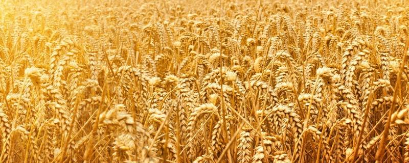 小麦产量，小麦产量三要素是什么 小麦产量的三要素
