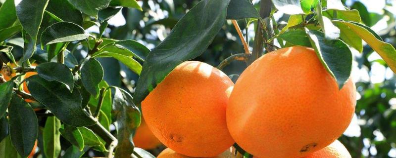 红美人柑橘品种介绍（红美人柑橘百度百科）
