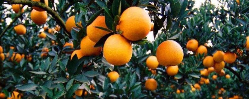 涌泉蜜橘品种介绍 涌泉蜜橘是那里生产