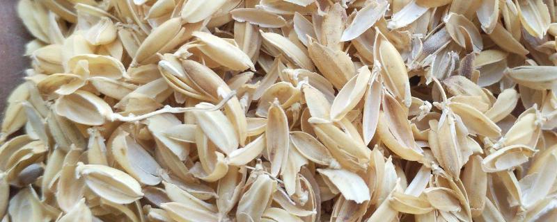 稻壳能做什么东西，稻壳的营养成分（稻壳能干啥用）