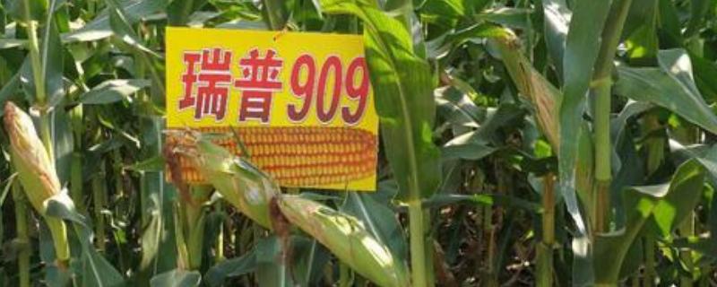 瑞普909玉米品种特征特性，附简介 瑞普909玉米品种介绍