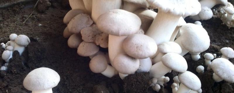 蘑菇菌种制作，如何才能长出蘑菇（蘑菇菌种怎么才能长出蘑菇视频）