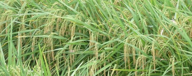 新农稻5号产量表现，附简介（水稻品种中发五号）