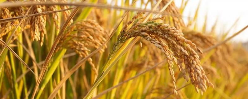 稻谷的生长过程，一般什么季节收获（稻谷一般生长几个月成熟）