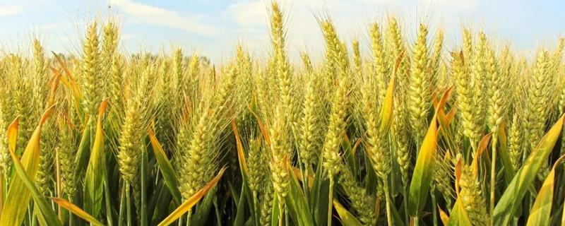 周麦40小麦品种产量，附简介（周30小麦品种）