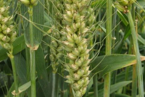 周麦40小麦品种介绍