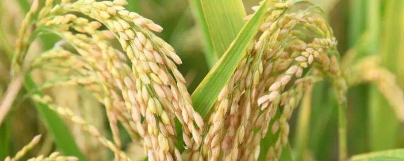 水稻产量三要素，水稻生长过程（水稻的三个生长阶段和10个时期?）