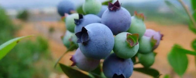 蓝莓蓝宝石品种介绍（蓝宝石草莓品种特性）