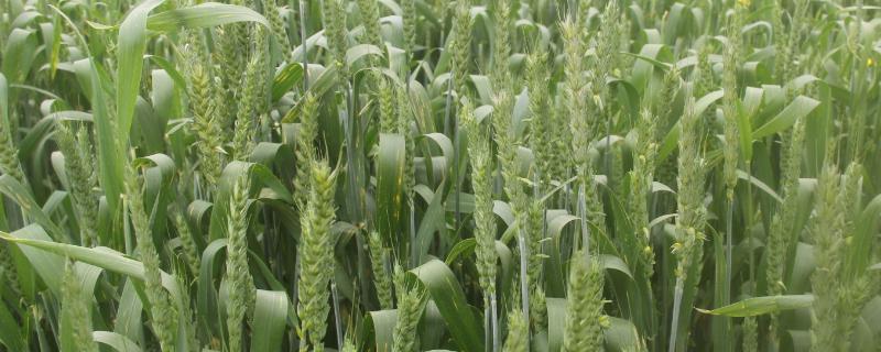万丰269小麦品种介绍 万丰369小麦品种