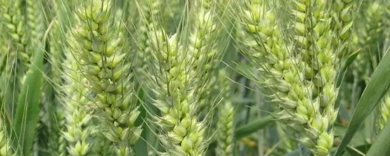 福高2号小麦种品种特征特性，附简介 福高2号小麦种子