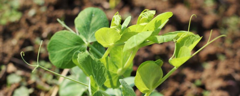 豌豆苗可以施尿素吗，附种植方法 豌豆苗可以施肥吗