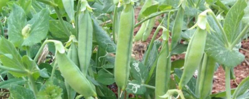 豌豆种植方法和时间