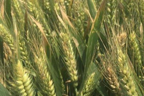 适合河北种植的小麦高产品种