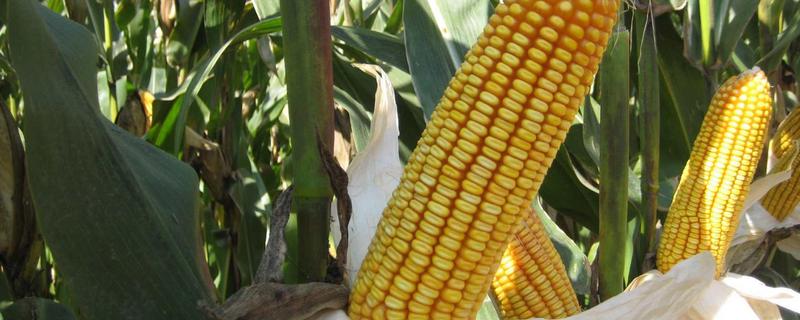 中邦6号玉米种子审定，附简介 中邦农业玉米种子