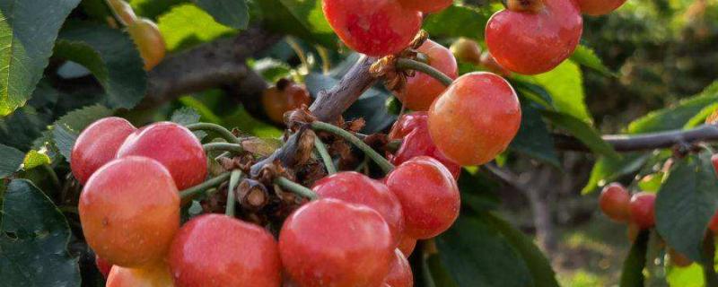 金顶红大樱桃品种介绍 状元红大樱桃品种介绍