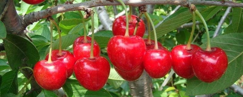 塔玛拉大樱桃品种介绍 塔玛拉大樱桃特点