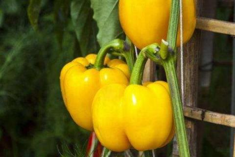 辣椒有哪几种，辣椒的种植方法