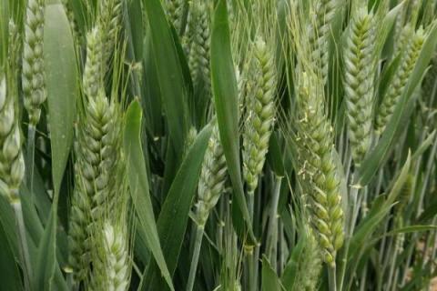 西农388小麦品种介绍